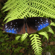 The Striped Blue Crow Euploea mulciber has brilliant blue markings and a slow, unhurried flight.
